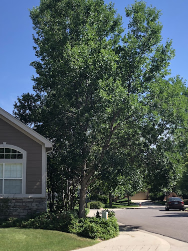 Arborado Tree Care: A Colorado Arborist