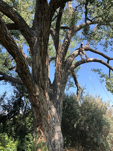 TLC Tree Expert Inc
