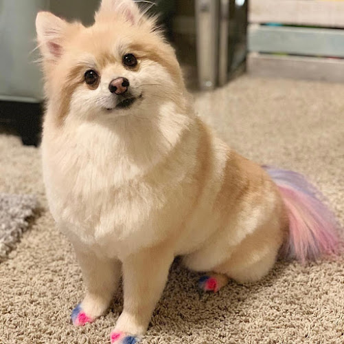 Petco Grooming