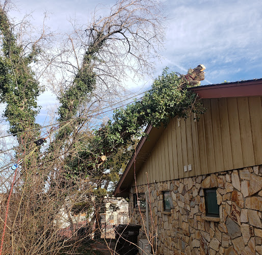 Boulder Tree Service