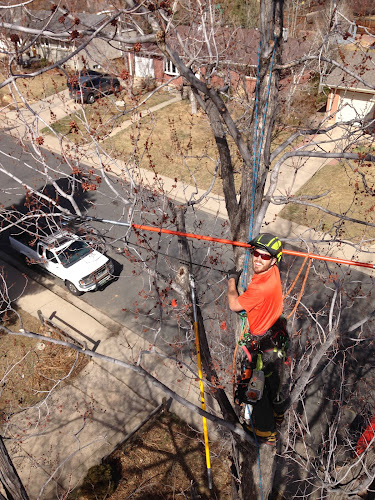 Heartwood Tree Care
