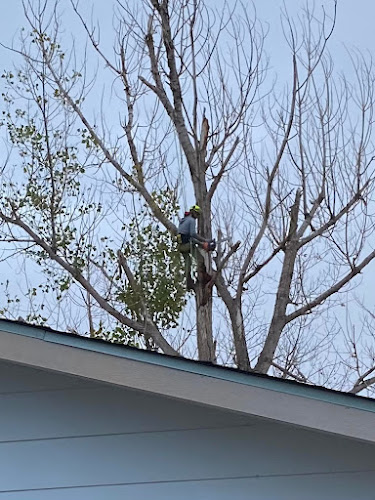 Down to Earth Tree Service and Science