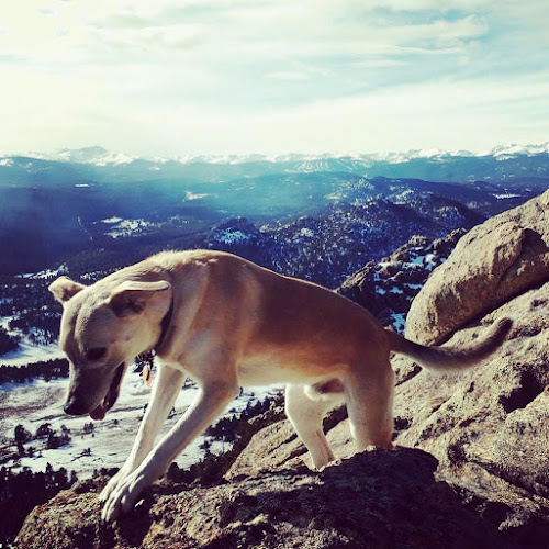 Boulder Doggie Adventures & Pet Sitting