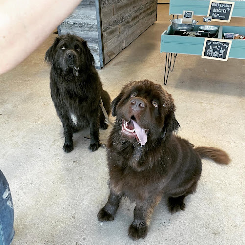 Flatirons Natural Pet Market and Wash