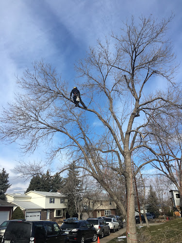 Velte Forestry and Arboriculture