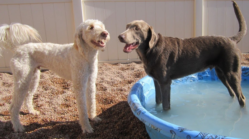 The Pet Spot