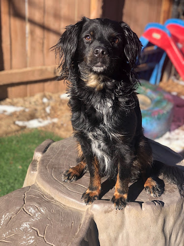 Arapahoe Animal Hospital