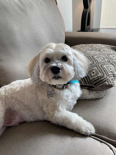 Pampered Pooch Grooming