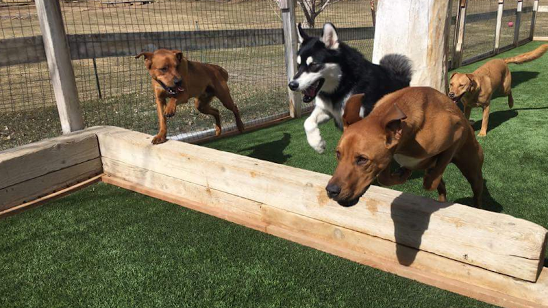 Cottonwood Kennels