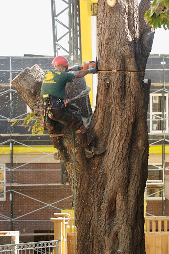 Berkelhammer Tree Experts, Inc.
