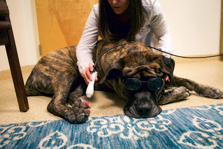 Mountain Ridge Animal Hospital